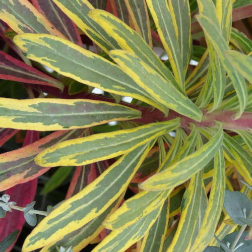 Visuel 1 du produit Euphorbia X Martinii 'Ascot Rainbow' - Le pot de 2 litres