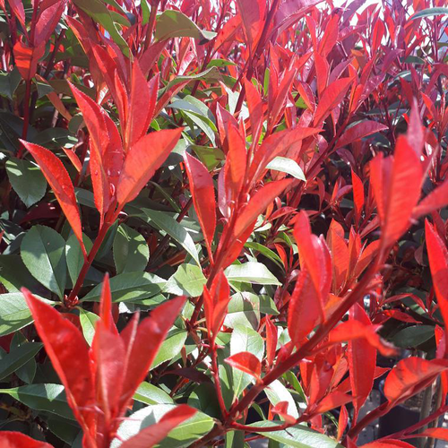 Visuel 1 du produit Photinia Fraseri variété Carré rouge. Le pot de 3 litres