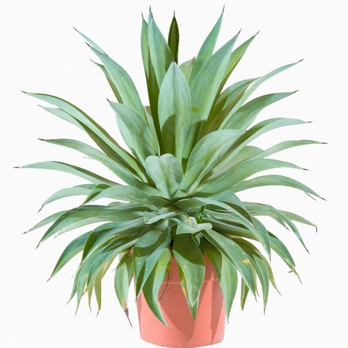 Visuel 1 du produit Agave Desmetiana. Le pot de 25 litres