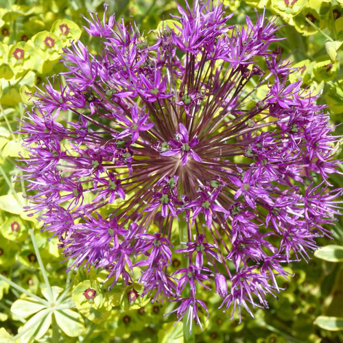 Visuel 1 du produit Ail d'ornement à fleurs multicolores. Le pot de 3 litres