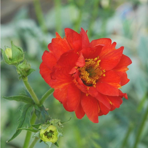 Visuel 1 du produit Geum Varie - Le pot de 1 litre