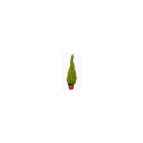 Visuel 1 du produit Cupressus Gold Crest Pyramide - Le pot de 23 cm
