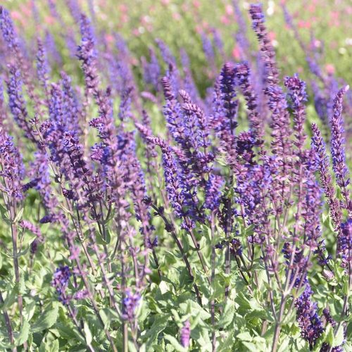 Visuel 1 du produit Sauge des bois bleue Caradonna. Le pot de 2 litres