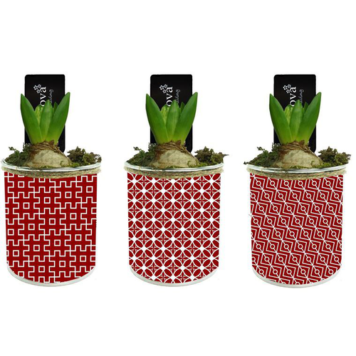 Visuel 1 du produit Jacinthe en pot décoratif. La composition de 8 cm