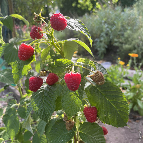 Visuel 1 du produit Framboisier Mademoiselle Françoise bio botanic® rouge. Le pot de 2 litres