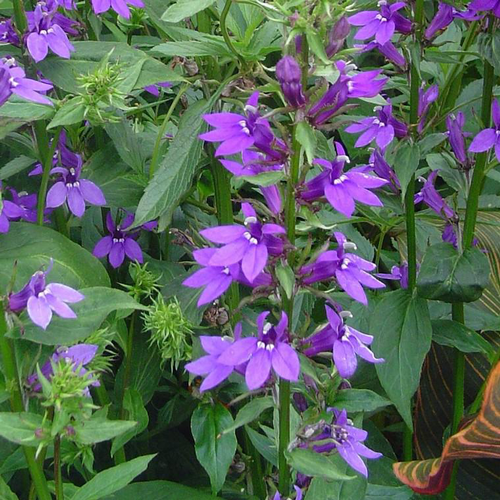 Visuel 1 du produit Lobelia - Le pot de 5 litres