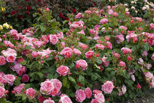 Visuel 1 du produit Rosier Pick N Go ® - Le pot de 7,5 litres