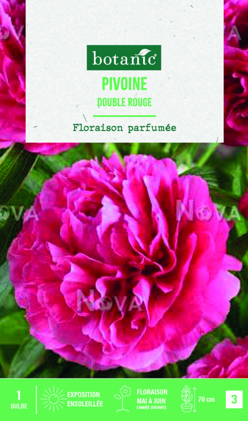 Visuel 1 du produit Bulbes de fleurs Pivoine Lactifora double rouge botanic® – 32 bulbes