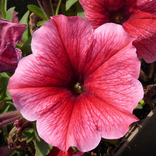 Visuel 1 du produit Petunia retombant - Le pot de 25 litres