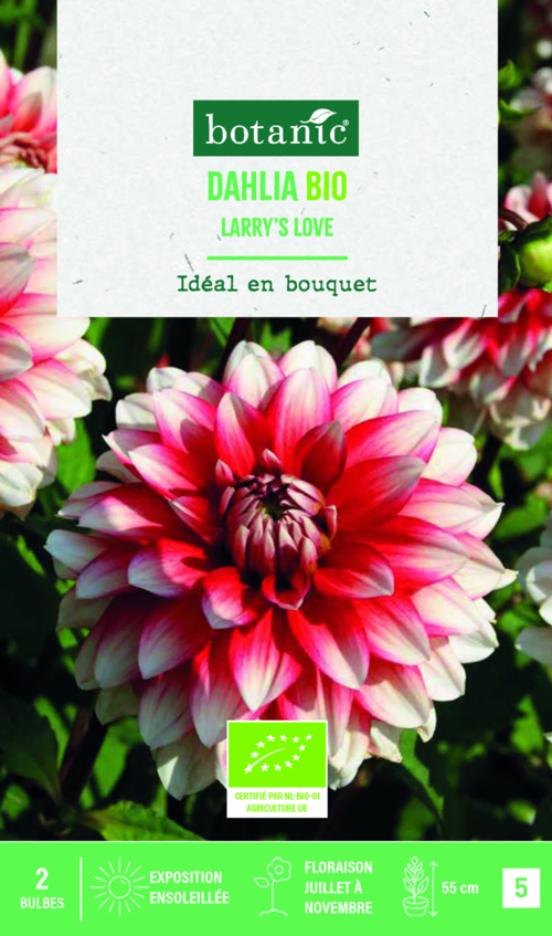 Visuel 1 du produit Bulbes de fleurs Dahlia décoratif Larry’s Love bio botanic® - 2 bulbes