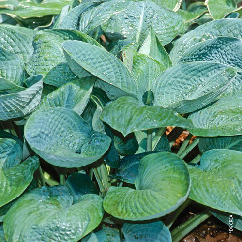 Visuel 1 du produit Hosta 'Guacamole' - Le pot de 2 litres