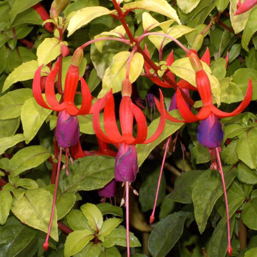 Visuel 1 du produit Fuchsia genii rose en pot de 2 L