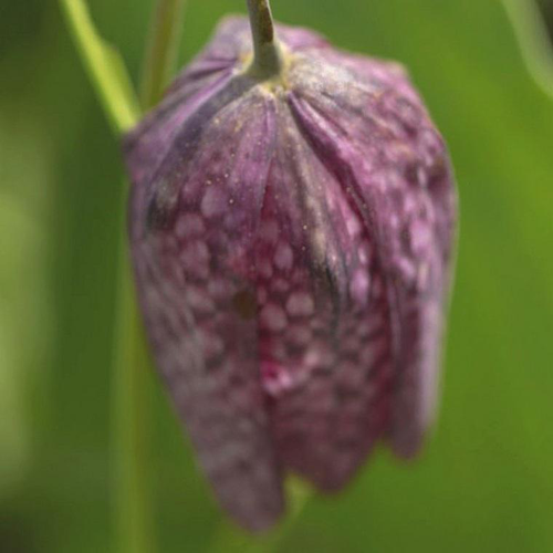 Visuel 1 du produit Fritillaire - Le pot de 9 cm