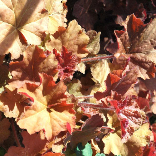 Visuel 1 du produit Heuchère 'Marmalade' - Le pot de 12 cm