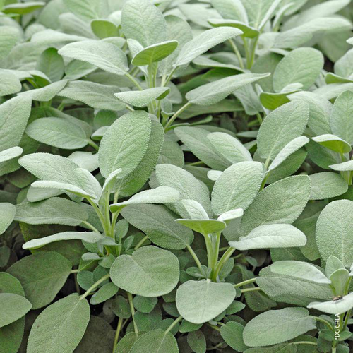 Visuel 1 du produit Sauge Officinale Bio. Le pot de 1 litre