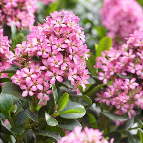 Visuel 1 du produit Escallonia Laevis Pink Elle. Le pot de 4 litres