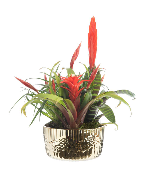 Visuel 1 du produit Bromélia coupe cécina - Ø 18 cm