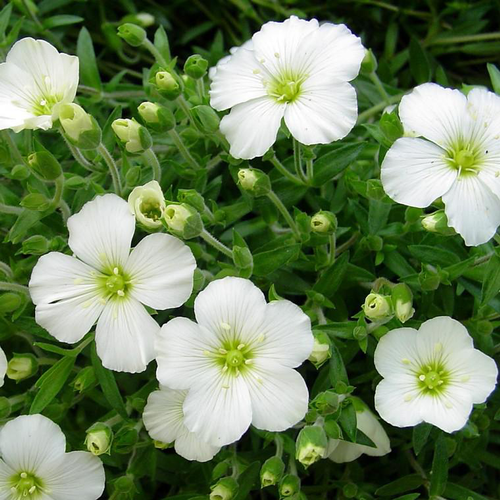 Visuel 1 du produit Sabline des montagnes (Arenaria montana) à fleurs blanches - Le pot de 1 litre