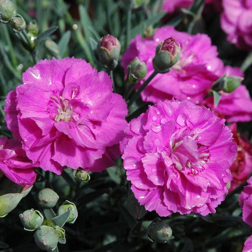 Visuel 1 du produit Oeillet Nain - Le pot de 16 cm