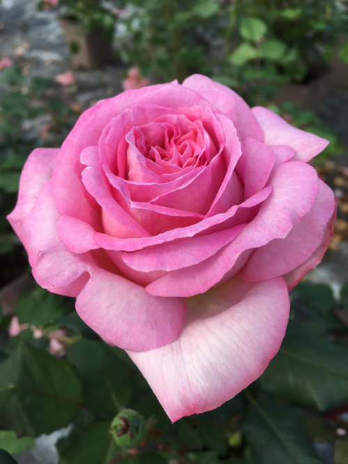 Visuel 1 du produit Rosier Madrigal® - Le pot de 7,5 litres