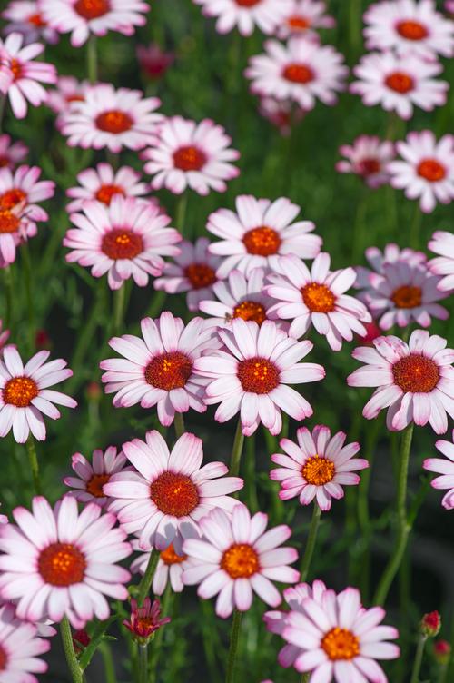 Visuel 1 du produit Marguerite du Maroc ‘African Rose’ - Le pot de 2 litres