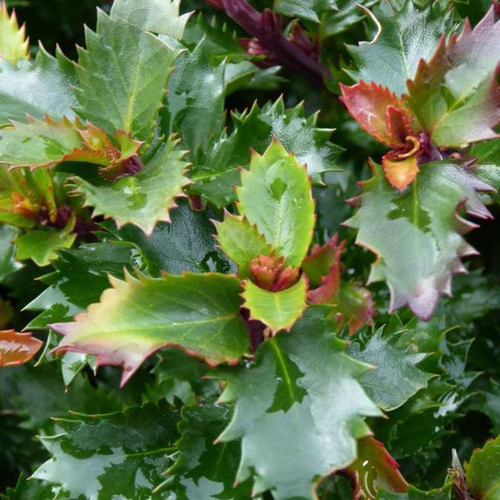 Visuel 1 du produit Houx commun (Ilex). Le pot de 4 litres