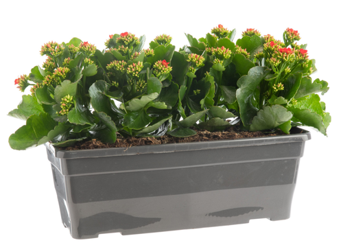 Visuel 1 du produit Kalanchoé en jardinière - 40 cm