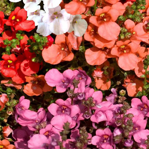 Visuel 1 du produit Diascia ou Diascie à fleurs roses - Le pot Ø 12 cm