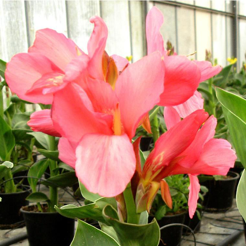 Visuel 1 du produit Canna ou Balisier à fleurs multicolores - Le pot de 4,5 litres