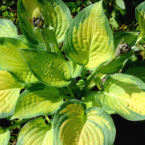 Visuel 1 du produit Hosta rain forest sunrise verte en pot de 2 L