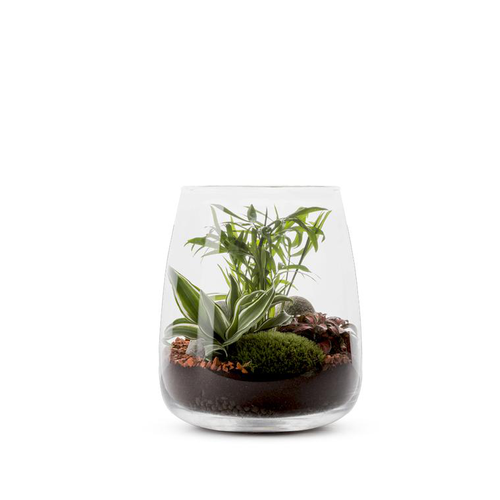 Visuel 1 du produit Terrarium Klas Mix en verre transparent Naturalys - Ø 19 x 23 cm