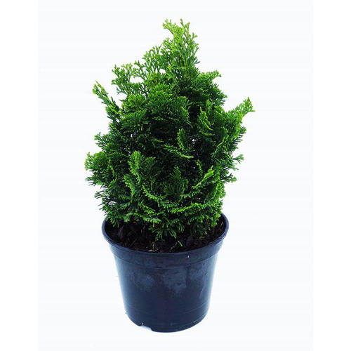 Visuel 1 du produit Cyprès Hinoki du Japon Nana Gracilis. Le pot de 2 litres