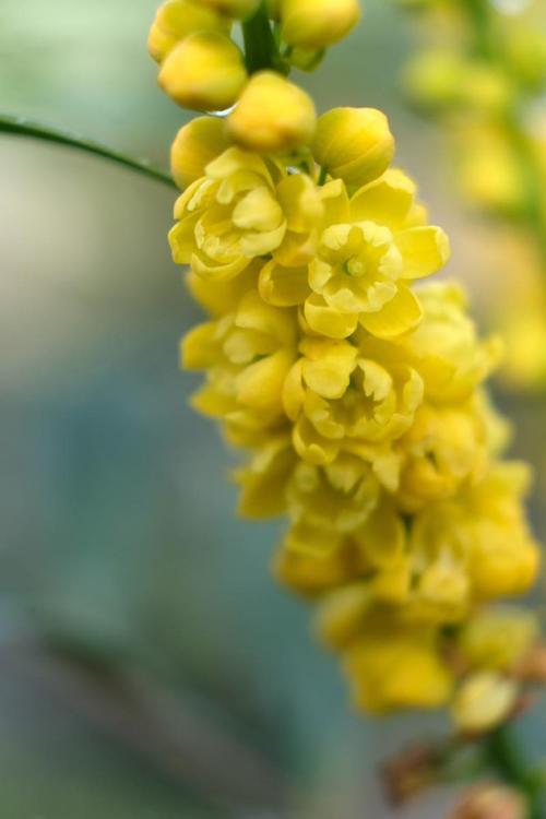 Visuel 2 du produit Mahonia eurybracteata Meteor. Le pot de 3,5 litres, forme globe