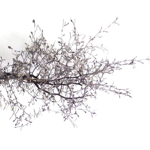 Visuel 1 du produit Corokia ou Corokie gris - Le pot de 0,5 litre