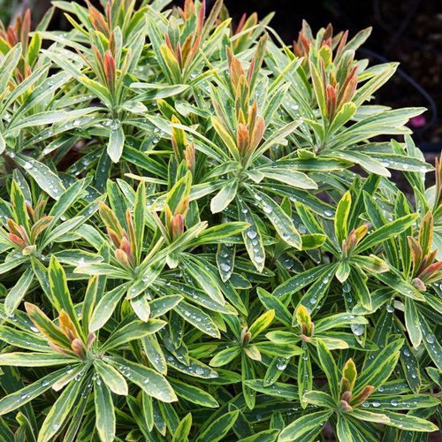 Visuel 1 du produit Euphorbia X Martini Ascot Rainbow - Le pot de 4 litres