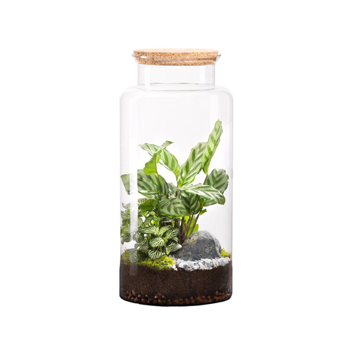 Visuel 1 du produit Terrarium autonome botanic® Jungle Classic - Taille L Ø 25 cm H 40 cm
