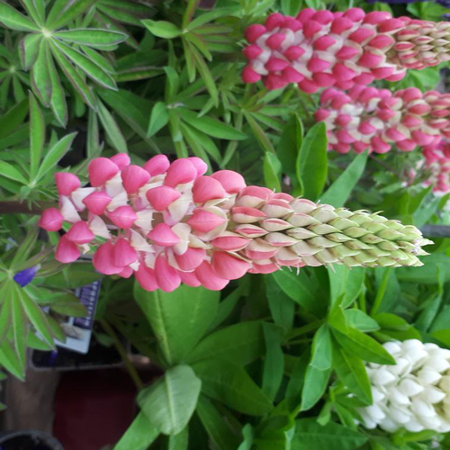 Visuel 1 du produit Lupin multicolore. Le pot de 3 litres