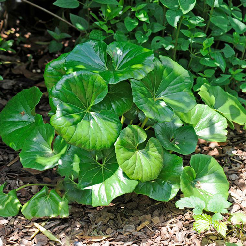Visuel 1 du produit Farfugium varié ou Plante-panthère à feuilles vertes - Le pot de 3 litres