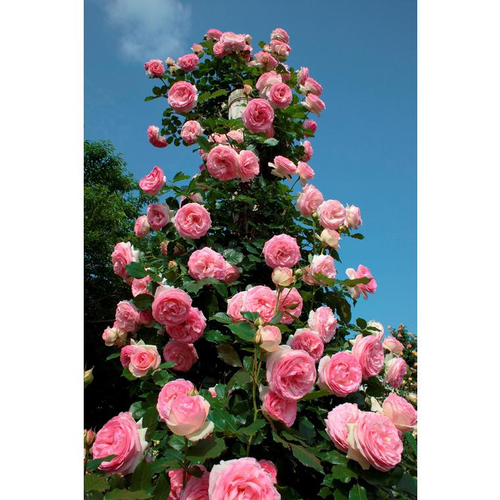 Visuel 1 du produit Rosier Pierre de Ronsard® Meiviolin - C5