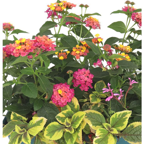 Visuel 1 du produit Thème Cinque Terre - Le pot de 15 litres