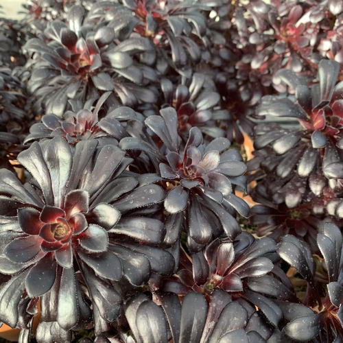 Visuel 1 du produit Aeonium Arboreum 'Velour'. Le pot de 1,3 litre