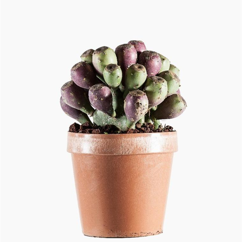 Visuel 1 du produit Opuntia Etna en pot de 3 L vert