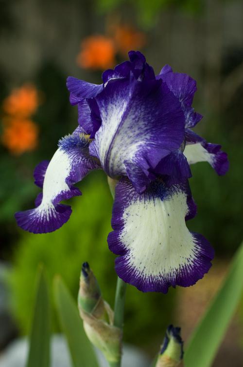 Visuel 1 du produit Iris Des Jardins 'Glenans'. Le pot de 1 litre