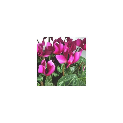 Visuel 1 du produit Mini Cyclamen - La jardinière de 30 cm