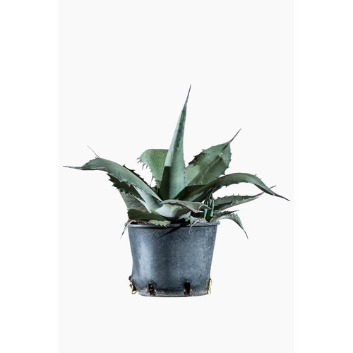 Visuel 1 du produit Agave Ferox en pot de 6 L vert