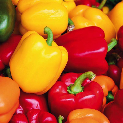 Visuel 1 du produit Poivrons En Mélange Bio. La barquette de 3 plants