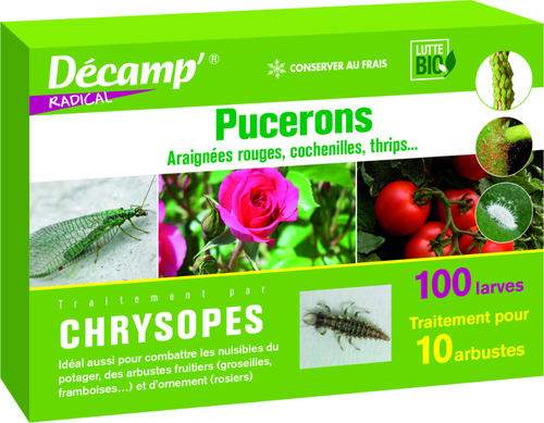Visuel 1 du produit Chrysopes 100 larves
