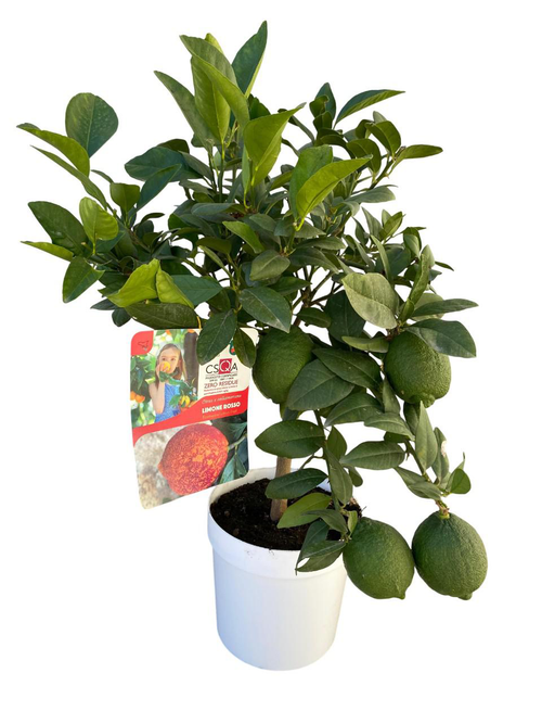 Visuel 1 du produit Citronnier rouge coloris jaune - 5 L