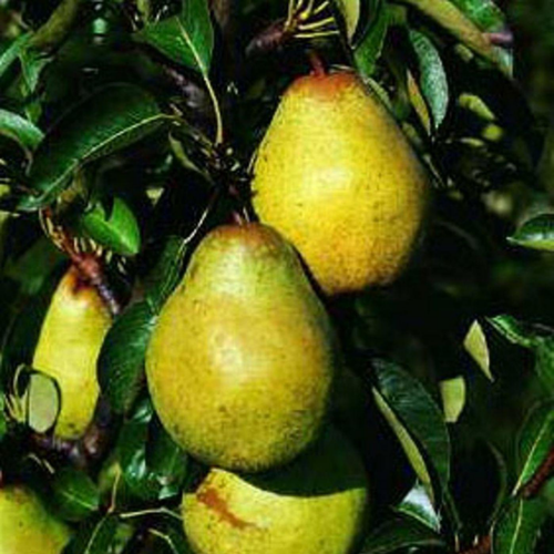 Visuel 1 du produit Poirier Williams Bon Chrétien. Le pot de 10 litres forme gobelet