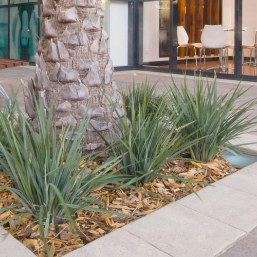 Visuel 1 du produit Dianella Revoluta Coolvista en pot de 4 L